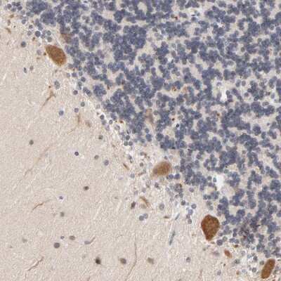 Immunohistochemistry-Paraffin: UBL4A Antibody [NBP1-84956] - Staining of human cerebellum shows cytoplasmic positivity in purkinje cells.