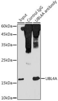 Immunoprecipitation: UBL4A Antibody [NBP2-94884] - Immunoprecipitation analysis of 300ug extracts of HeLa cells using 3ug UBL4A antibody (NBP2-94884). Western blot was performed from the immunoprecipitate using UBL4A antibody (NBP2-94884) at a dilution of 1:1000.