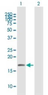 Western Blot: UBL4A Antibody [H00008266-B01P] - Analysis of UBL4A expression in transfected 293T cell line by UBL4A polyclonal antibody.  Lane 1: UBL4A transfected lysate(17.27 KDa). Lane 2: Non-transfected lysate.