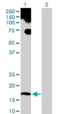 Western Blot: UBL4A Antibody [H00008266-D01P] - Analysis of UBL4A expression in transfected 293T cell line by UBL4A polyclonal antibody.Lane 1: UBL4A transfected lysate(17.80 KDa).Lane 2: Non-transfected lysate.