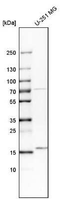 Western Blot: UBL4A Antibody [NBP1-84956] - Analysis in human cell line U-251 MG.