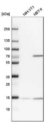 Western Blot: UBL4A Antibody [NBP1-84956] - Analysis in mouse cell line NIH-3T3 and rat cell line NBT-II.