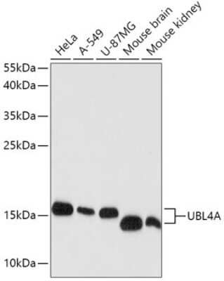 Western Blot: UBL4A Antibody [NBP2-94884] - Analysis of extracts of various cell lines, using UBL4A at 1:1000 dilution. Secondary antibody: HRP Goat Anti-Rabbit IgG (H+L) at 1:10000 dilution. Lysates/proteins: 25ug per lane. Blocking buffer: 3% nonfat dry milk in TBST. Detection: ECL Basic Kit . Exposure time: 90s.