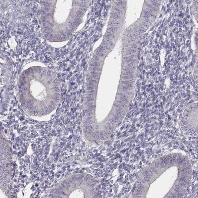 Immunohistochemistry-Paraffin: UBL4B Antibody [NBP1-82054] - Staining of human endometrium shows low expression as expected.