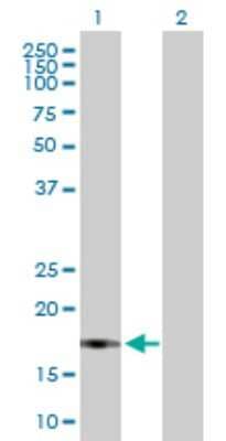 Western Blot: UBL4B Antibody [H00164153-B01P] - Analysis of UBL4B expression in transfected 293T cell line by UBL4B polyclonal antibody.  Lane 1: UBL4B transfected lysate(19.14 KDa). Lane 2: Non-transfected lysate.