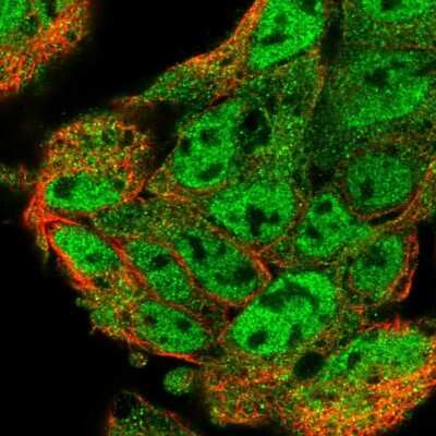 Immunocytochemistry/Immunofluorescence: UBL7 Antibody [NBP2-58983] - Staining of human cell line Hep G2 shows localization to nucleoplasm & cytosol.