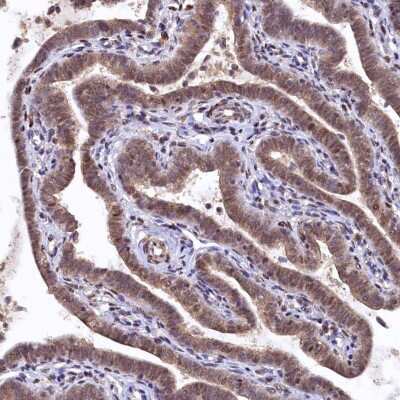 Immunohistochemistry-Paraffin: UBL7 Antibody [NBP1-88566] - Staining of human fallopian tube shows nuclear and cytoplasmic positivity in glandular cells.