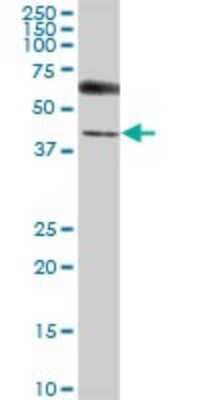 Western Blot: UBL7 Antibody [H00084993-B01P] - Analysis of UBL7 expression in human pancreas.