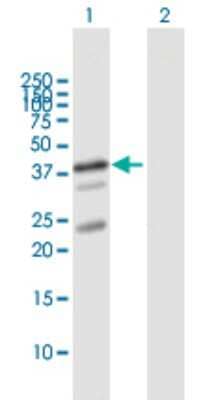 Western Blot: UBL7 Antibody [H00084993-B01P] - Analysis of UBL7 expression in transfected 293T cell line by UBL7 polyclonal antibody.  Lane 1: UBL7 transfected lysate(41.8 KDa). Lane 2: Non-transfected lysate.