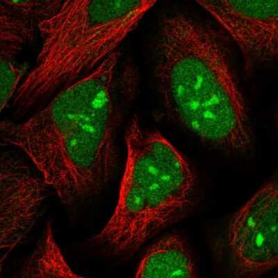 Immunocytochemistry/ Immunofluorescence UBLCP1 Antibody - BSA Free