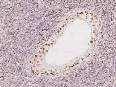 Immunohistochemistry-Paraffin: UBLCP1 Antibody [NBP2-98561] - Immunochemical staining of human UBLCP1 in human testis with rabbit polyclonal antibody at 1:100 dilution, formalin-fixed paraffin embedded sections.