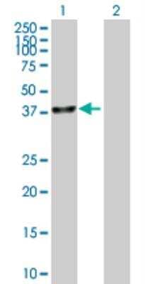 Western Blot: UBLCP1 Antibody [H00134510-B01P] - analysis of UBLCP1 expression in transfected 293T cell line by UBLCP1 MaxPab polyclonal antibody. Lane 1: UBLCP1 transfected lysate (34.98 KDa). Lane 2: Non-transfected lysate.