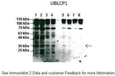 Western Blot UBLCP1 Antibody - BSA Free