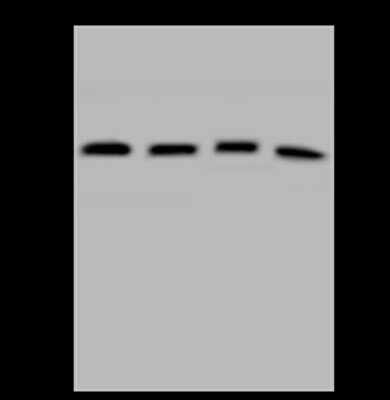 Western Blot UBLCP1 Antibody - BSA Free