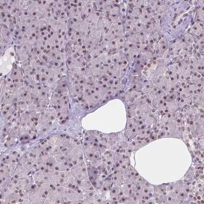 Immunohistochemistry-Paraffin: UBN1 Antibody [NBP2-49579] - Staining of human pancreas shows low expression as expected.