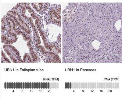 Immunohistochemistry-Paraffin: UBN1 Antibody [NBP2-49579] - Analysis in human fallopian tube and pancreas tissues using antibody.  Corresponding UBN1 RNA-seq data are presented for the same tissues.