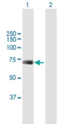 Western Blot: UBP1 Antibody [H00007342-B01P] - Analysis of UBP1 expression in transfected 293T cell line by UBP1 polyclonal antibody.  Lane 1: UBP1 transfected lysate(59.4 KDa). Lane 2: Non-transfected lysate.