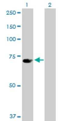 Western Blot: UBP1 Antibody [H00007342-D01P] - Analysis of UBP1 expression in transfected 293T cell line by UBP1 polyclonal antibody.Lane 1: UBP1 transfected lysate(60.50 KDa).Lane 2: Non-transfected lysate.