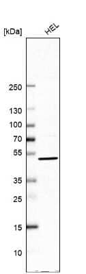 Western Blot: UBP1 Antibody [NBP1-82842] - Analysis in human cell line HEL.