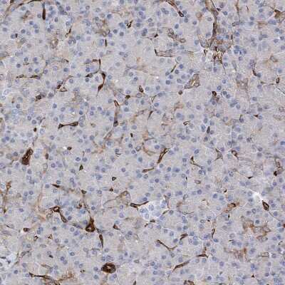 Immunohistochemistry-Paraffin: UBTD1 Antibody [NBP1-82311] - Staining of human pancreas shows moderate to strong membranous positivity in endothelial cells.