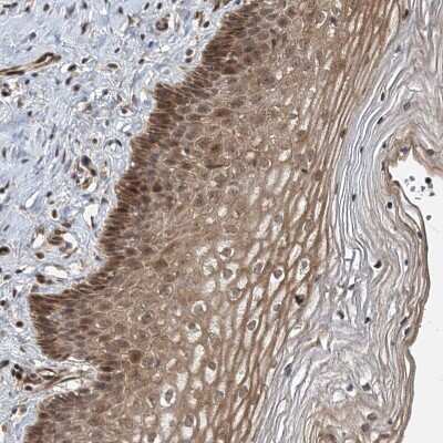 Immunohistochemistry-Paraffin UBTD2 Antibody - BSA Free