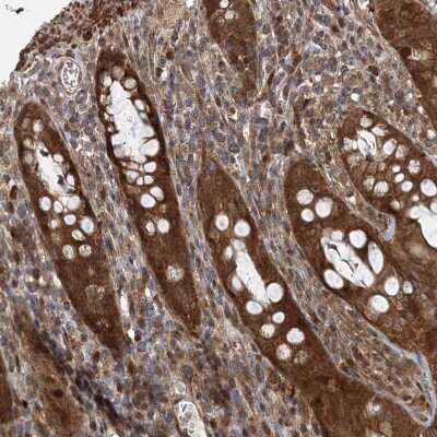 Immunohistochemistry-Paraffin UBTD2 Antibody - BSA Free