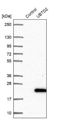 Western Blot UBTD2 Antibody - BSA Free