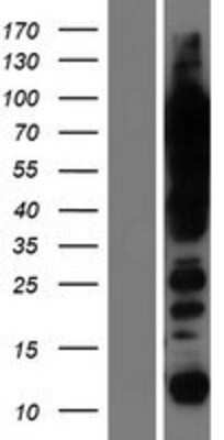 Western Blot: UBTF Overexpression Lysate (Adult Normal) [NBP2-08445] Left-Empty vector transfected control cell lysate (HEK293 cell lysate); Right -Over-expression Lysate for UBTF.