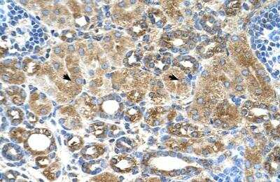 Immunohistochemistry-Paraffin: UBXD2 Antibody [NBP1-79240] - Human kidney Tissue, antibody concentration 4-8ug/ml. Cells with positive label: renal corpuscle cells (indicated with arrows) 400X magnification.