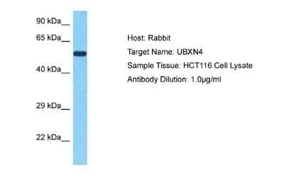 Western Blot: UBXD2 Antibody [NBP2-88542] - Host: Rabbit. Target Name: UBXN4. Sample Type: HCT116 Whole Cell lysates. Antibody Dilution: 1.0ug/ml