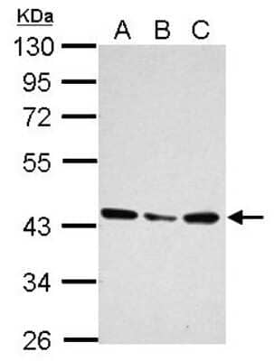 Western Blot: UBXN1 Antibody [NBP2-20795] - Sample (30 ug of whole cell lysate) A: 293T B: A431 C: HeLa 10% SDS PAGE gel, diluted at 1:1000.