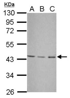 Western Blot: UBXN1 Antibody [NBP2-20795] - Sample (30 ug of whole cell lysate) A: NIH-3T3 B: JC C: BCL-1 10% SDS PAGE gel, diluted at 1:3000.
