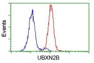 Flow Cytometry: UBXN2B Antibody (OTI1F7) - Azide and BSA Free [NBP2-74769] - Analysis of Hela cells, using anti-UBXN2B antibody, (Red), compared to a nonspecific negative control antibody (Blue).