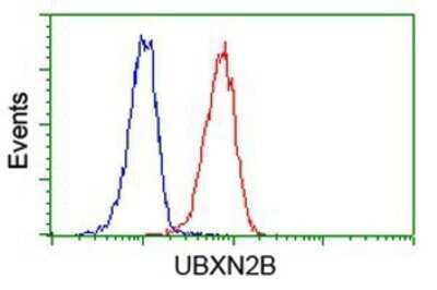 Flow Cytometry: UBXN2B Antibody (OTI1F7) - Azide and BSA Free [NBP2-74769] - Analysis of Jurkat cells, using anti-UBXN2B antibody, (Red), compared to a nonspecific negative control antibody (Blue).