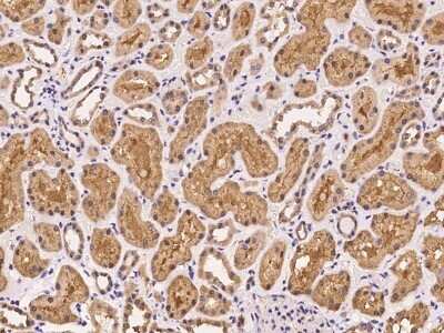 Immunohistochemistry-Paraffin: UBXN6 Antibody [NBP2-97298] - Immunochemical staining of human UBXN6 in human kidney with rabbit polyclonal antibody at 1:100 dilution, formalin-fixed paraffin embedded sections.