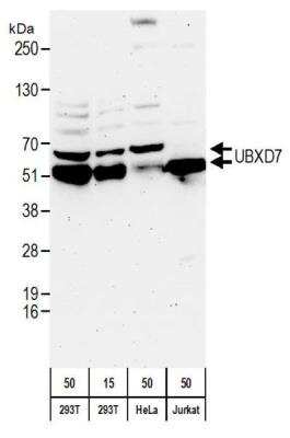 Western Blot UBXN7 Antibody - BSA Free