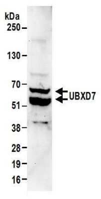 Western Blot UBXN7 Antibody - BSA Free