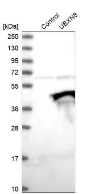 Western Blot UBXN8 Antibody - BSA Free