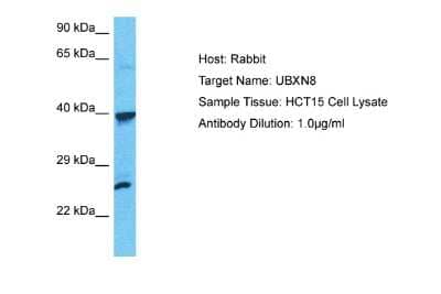 Western Blot UBXN8 Antibody - BSA Free