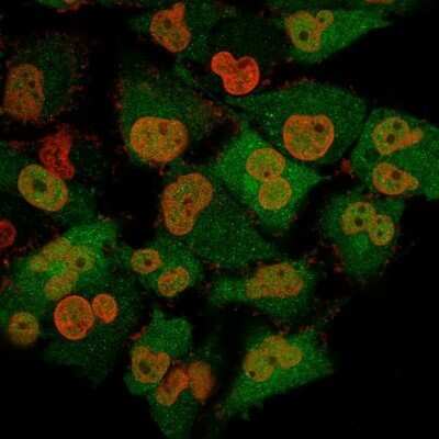 Immunocytochemistry/Immunofluorescence: UCH-L1/PGP9.5 Antibody (13C4) - Azide and BSA Free [NBP2-33186] - Immunofluorescence Analysis of T98G cells labeling Pgp9.5 with UCH-L1/PGP9.5 Antibody (13C4) followed by Goat anti-Mouse IgG-CF488 (Green). The nuclear counterstain is Nucspot (Red)