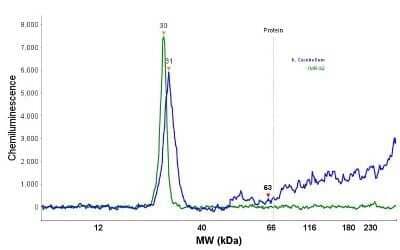 Simple Western: UCH-L1/PGP9.5 Antibody (13C4) - Azide and BSA Free [NBP2-33186] - Electropherogram image of the corresponding Simple Western lane. PGP9.5 / UCHL-1 antibody was used at 10 ug/ml dilution of h. Cerebellum and IMR-32 lysates(s) respectively.