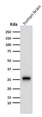 Western Blot: UCH-L1/PGP9.5 Antibody (13C4) - Azide and BSA Free [NBP2-33186] - Western Blot Analysis of human brain tissue lysate using UCH-L1/PGP9.5 Antibody (13C4)