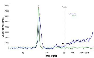 Simple Western: UCH-L1/PGP9.5 Antibody (13C4) [NBP2-29420] - Electropherogram image of the corresponding Simple Western lane. PGP9.5 / UCHL-1 antibody was used at 10 ug/ml dilution of h. Cerebellum and IMR-32 lysates(s) respectively.