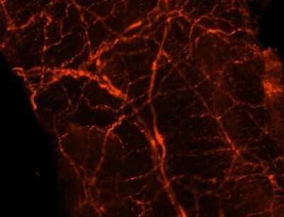 Immunocytochemistry/Immunofluorescence: UCH-L1/PGP9.5 Antibody (31A3) - Azide and BSA Free [NBP2-33130] - analysis of PGP9.5 in rat mesenteric artery using anti-PGP9.5 antibody. Image from verified customer review.