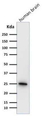 Western Blot: UCH-L1/PGP9.5 Antibody (31A3) - Azide and BSA Free [NBP2-33130] - Western Blot Analysis of human brain tissue lysate using UCH-L1/PGP9.5 Antibody (31A3)