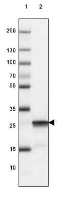 Western Blot: UCH-L1/PGP9.5 Antibody (CL3210) [NBP2-46621] - Lane 1: Marker [kDa] 250, 130, 100, 70, 55, 35, 25, 15, 10.  Lane 2: Mouse Cerebral Cortex tissue