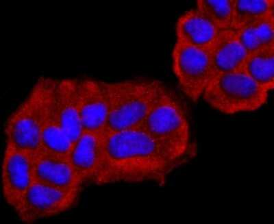 Immunocytochemistry/Immunofluorescence: UCH-L1/PGP9.5 Antibody (JF93-08) [NBP2-66760] - Staining PGP9.5 in Hela cells (red). The nuclear counter stain is DAPI (blue). Cells were fixed in paraformaldehyde, permeabilised with 0.25% Triton X100/PBS.