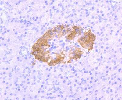 Immunohistochemistry-Paraffin: UCH-L1/PGP9.5 Antibody (JF93-08) [NBP2-66760] - Analysis of paraffin-embedded human pancreas tissue using anti-PGP9.5 antibody. Counter stained with hematoxylin.