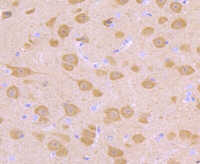 Immunohistochemistry-Paraffin: UCH-L1/PGP9.5 Antibody (JF93-08) [NBP2-66760] - Analysis of paraffin-embedded mouse brain tissue using anti-PGP9.5 antibody. Counter stained with hematoxylin.