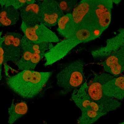 Immunocytochemistry/Immunofluorescence: UCH-L1/PGP9.5 Antibody (SPM574) [NBP2-32895] - Immunofluorescence Analysis of T98G cells labeling Pgp9.5 with UCH-L1/PGP9.5 Antibody (SPM574) followed by Goat anti-Mouse IgG-CF488 (Green). The nuclear counterstain is Nucspot (Red)